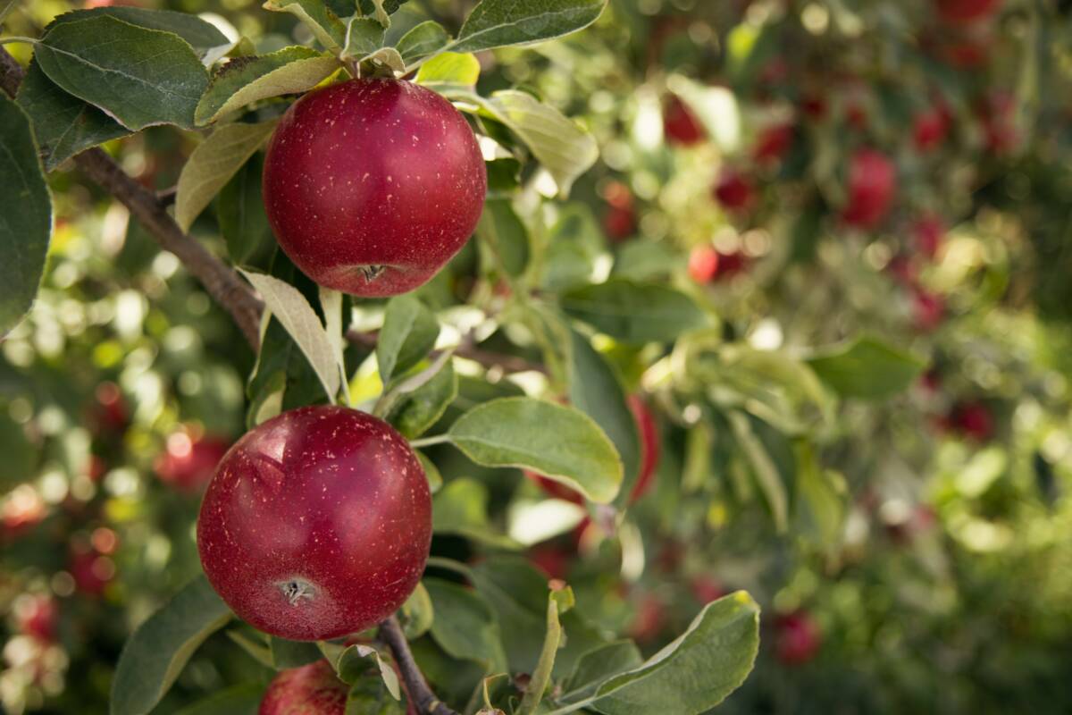 N-A-N-U Komm mit auf die schwäbische Streuobstwiese